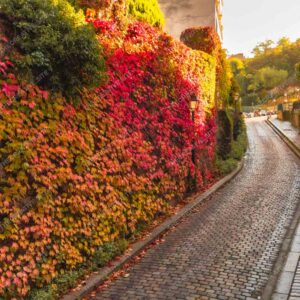 Paris Autumn Leaves on Cobblestone Street View