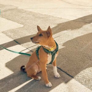 Puppy On Leash In Paris Sunlight